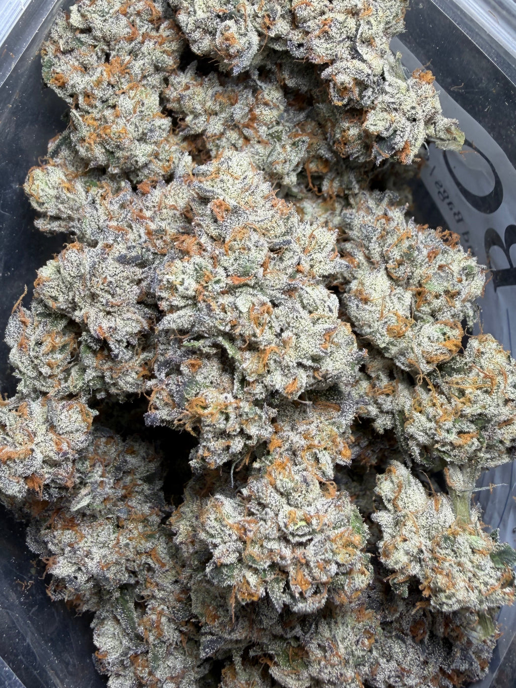 Grape Cream Cake (grape pie x wedding crasher x ice cream cake #5) bred by bloom seed co