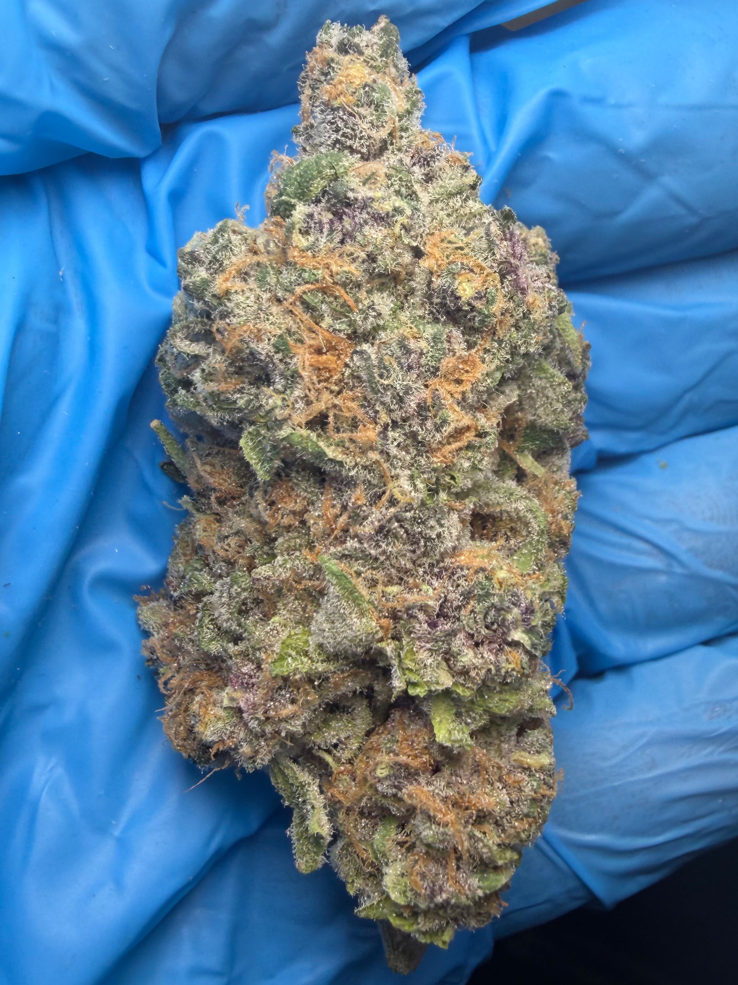 Blockberry bred by BlockheadBudz
