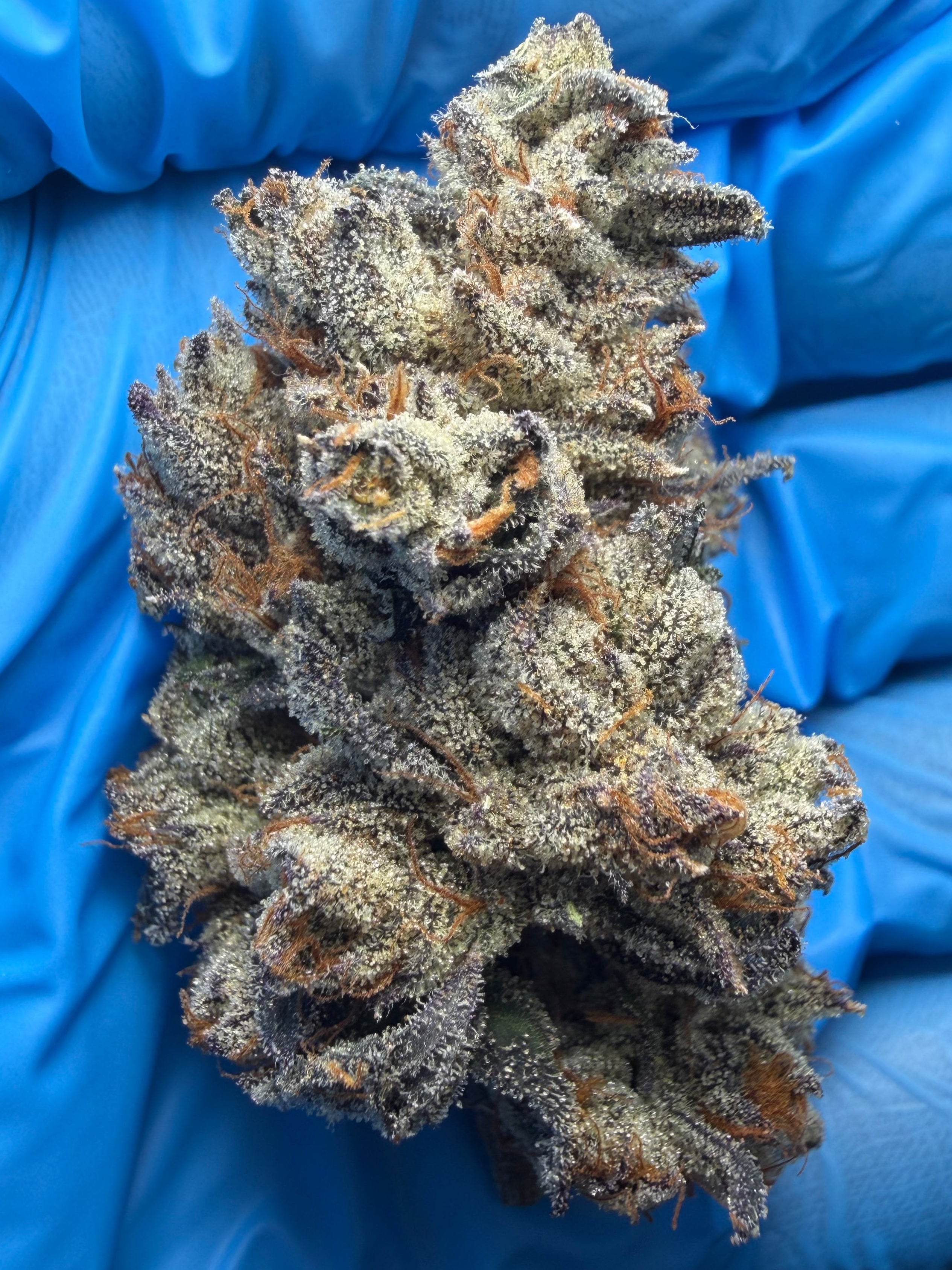 Grape Cream Cake (grape pie x wedding crasher x ice cream cake #5) bred by bloom seed co