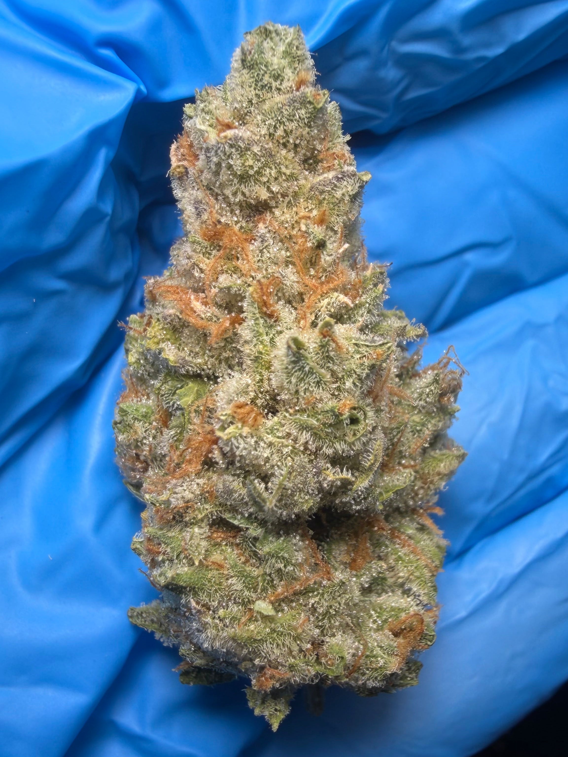 Strawnana (banana kush x bubblegum (strawberry pheno)) bred by DNA genetics