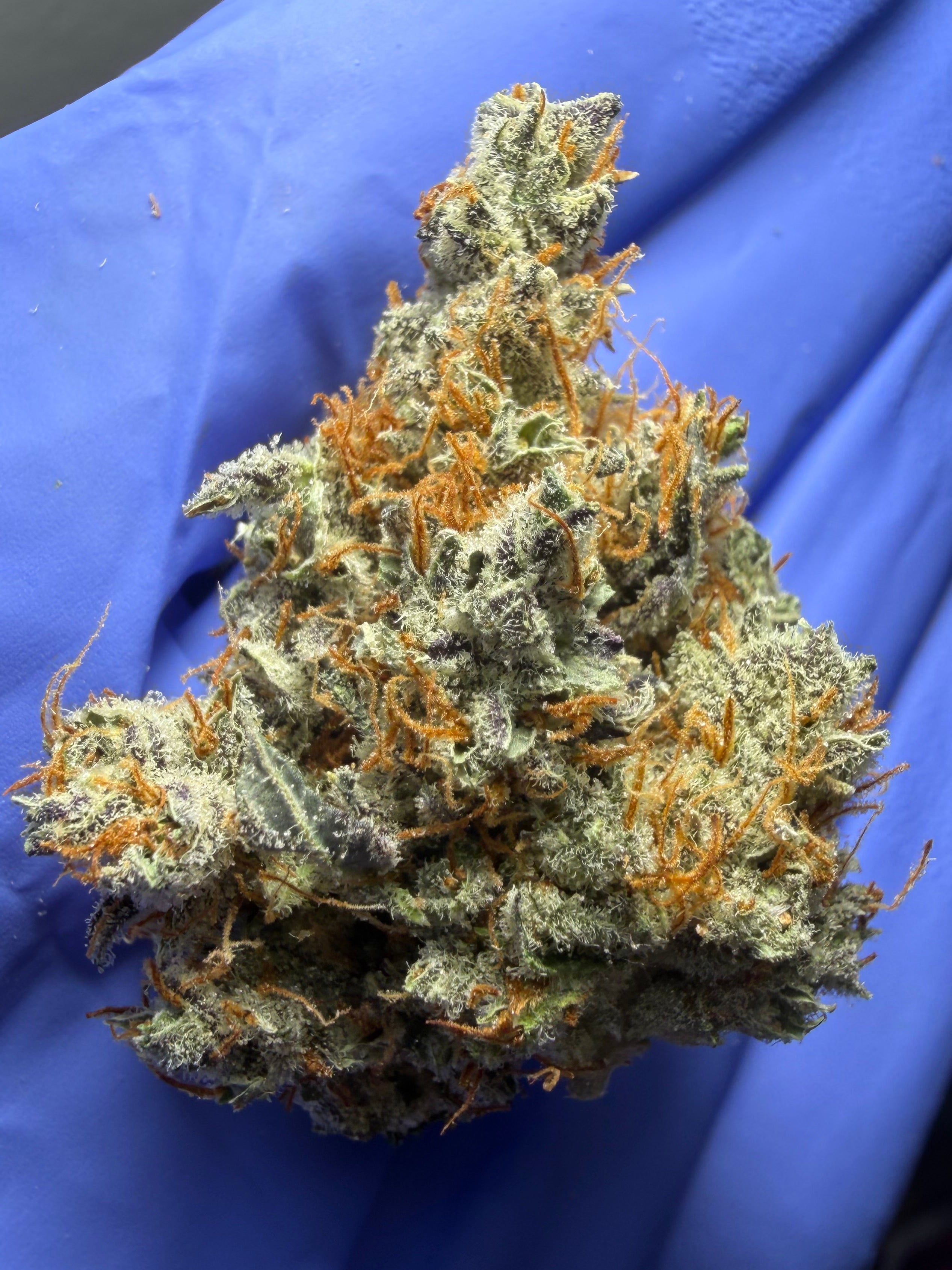 Orange Velvet bred by Ethos