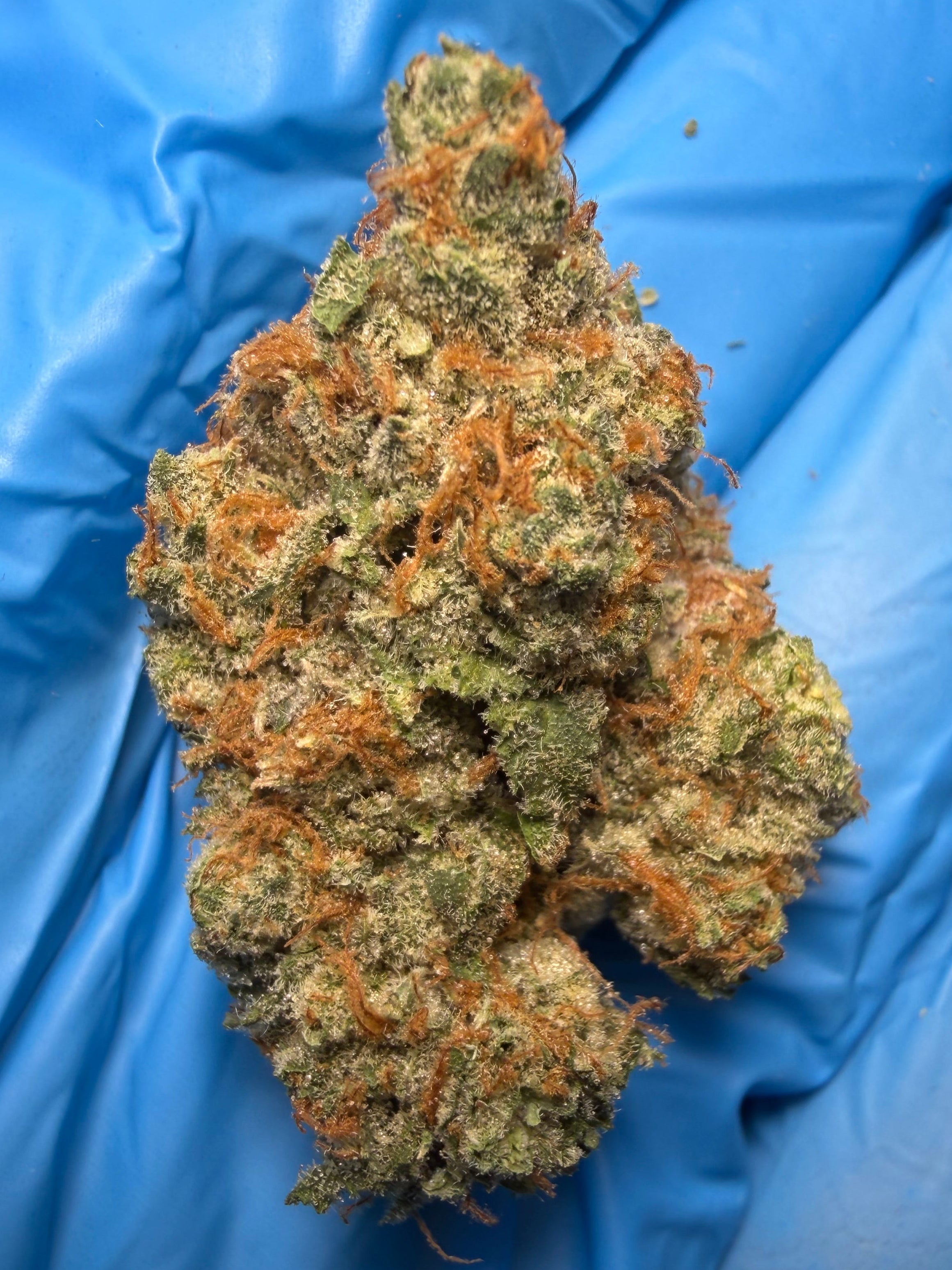 Zkittlezwood (Zkittlez x Kirkwood OG) bred by Uprising Seed Co