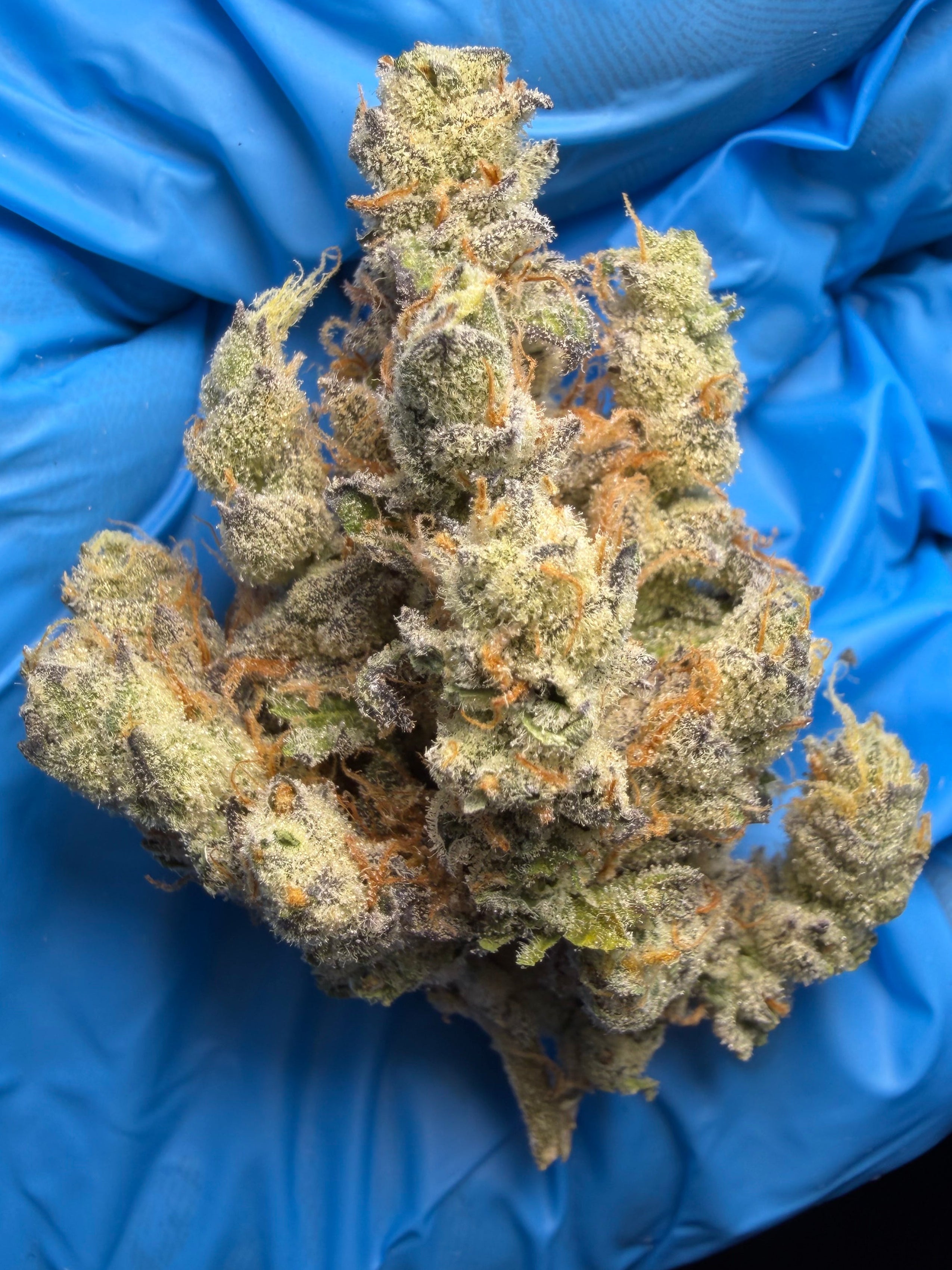 Banana Punch (unknown lineage)