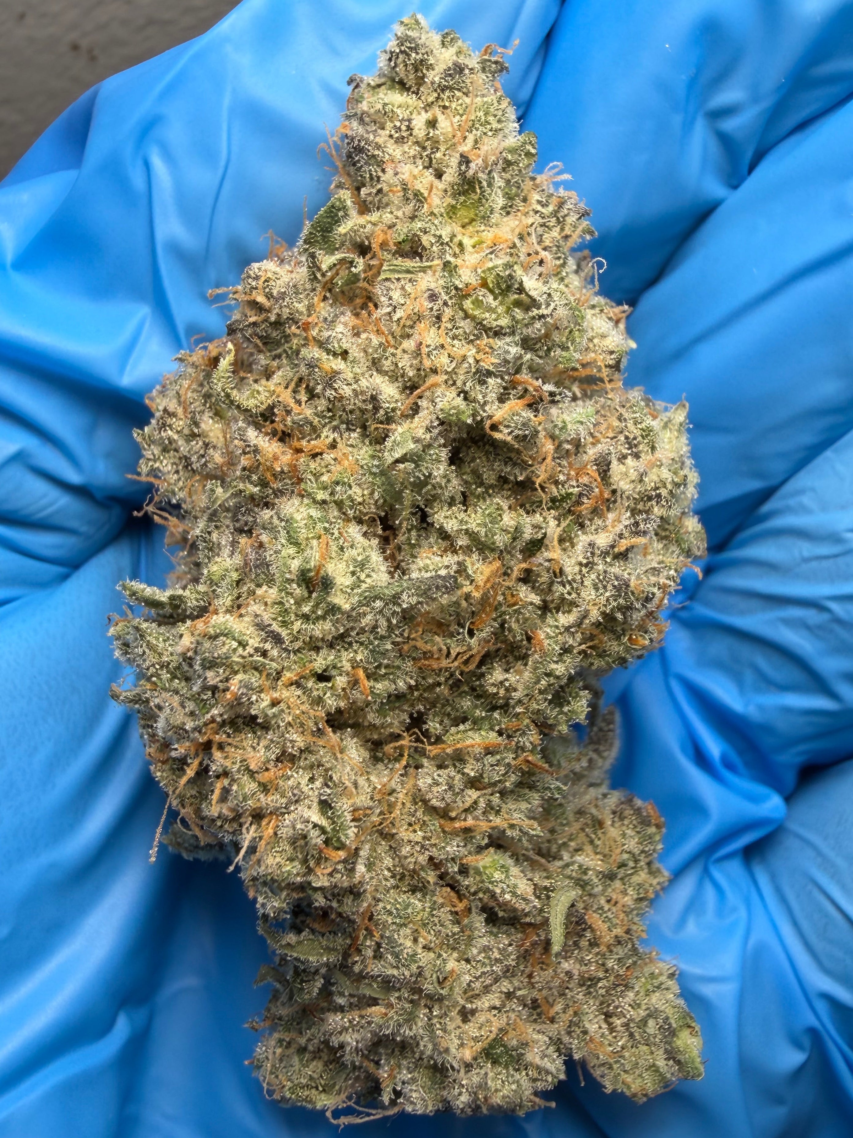 Grease Monkey bred by exotic genetix