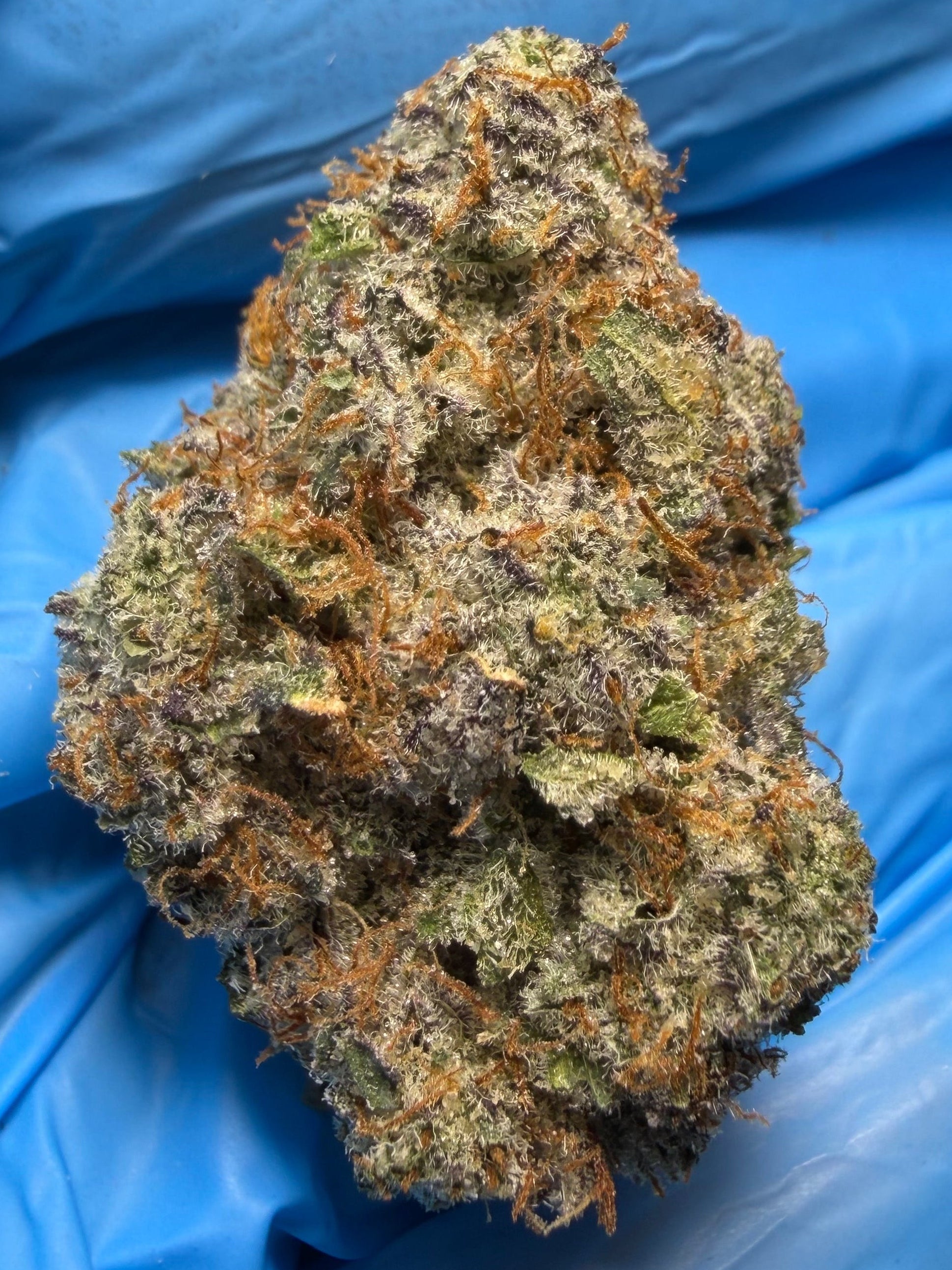 Greasy Runtz (Grease monkey x Runtz) bred by Exotic Genetix