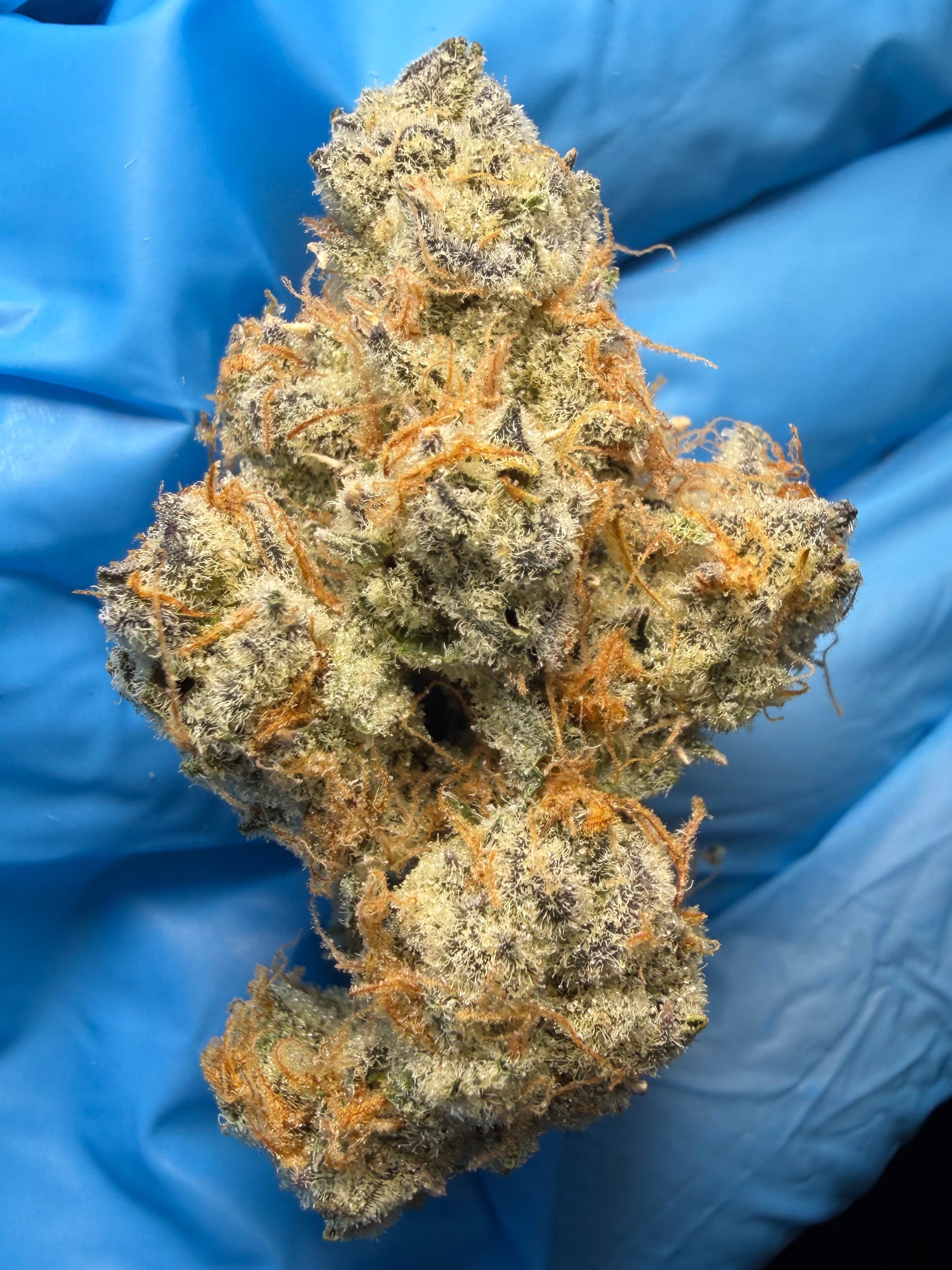 Emergen-C bred by Seed Junky Genetics