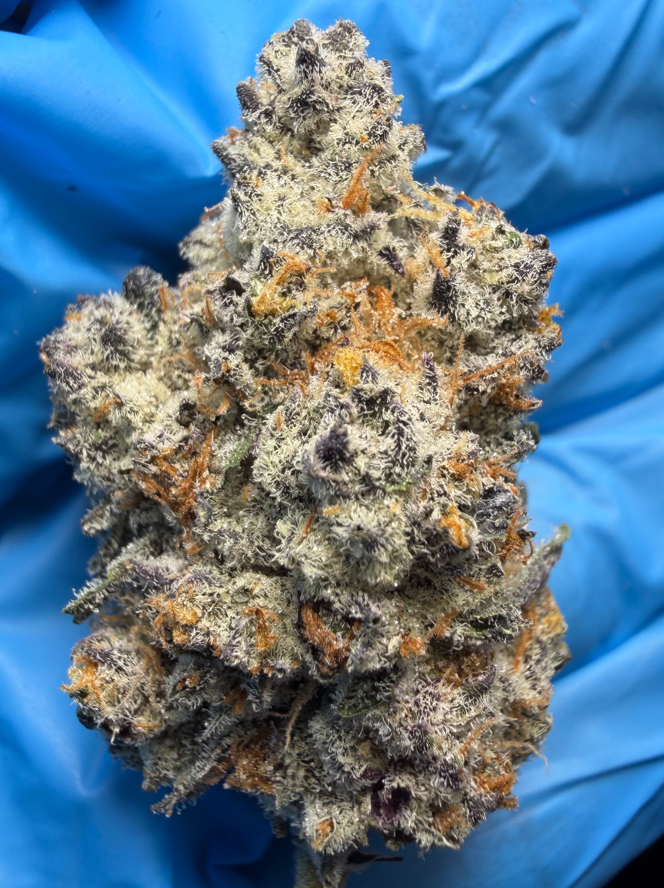 Ice Cream Cake (Wedding cake x Gelato #33) bred by Seed Junky Genetics