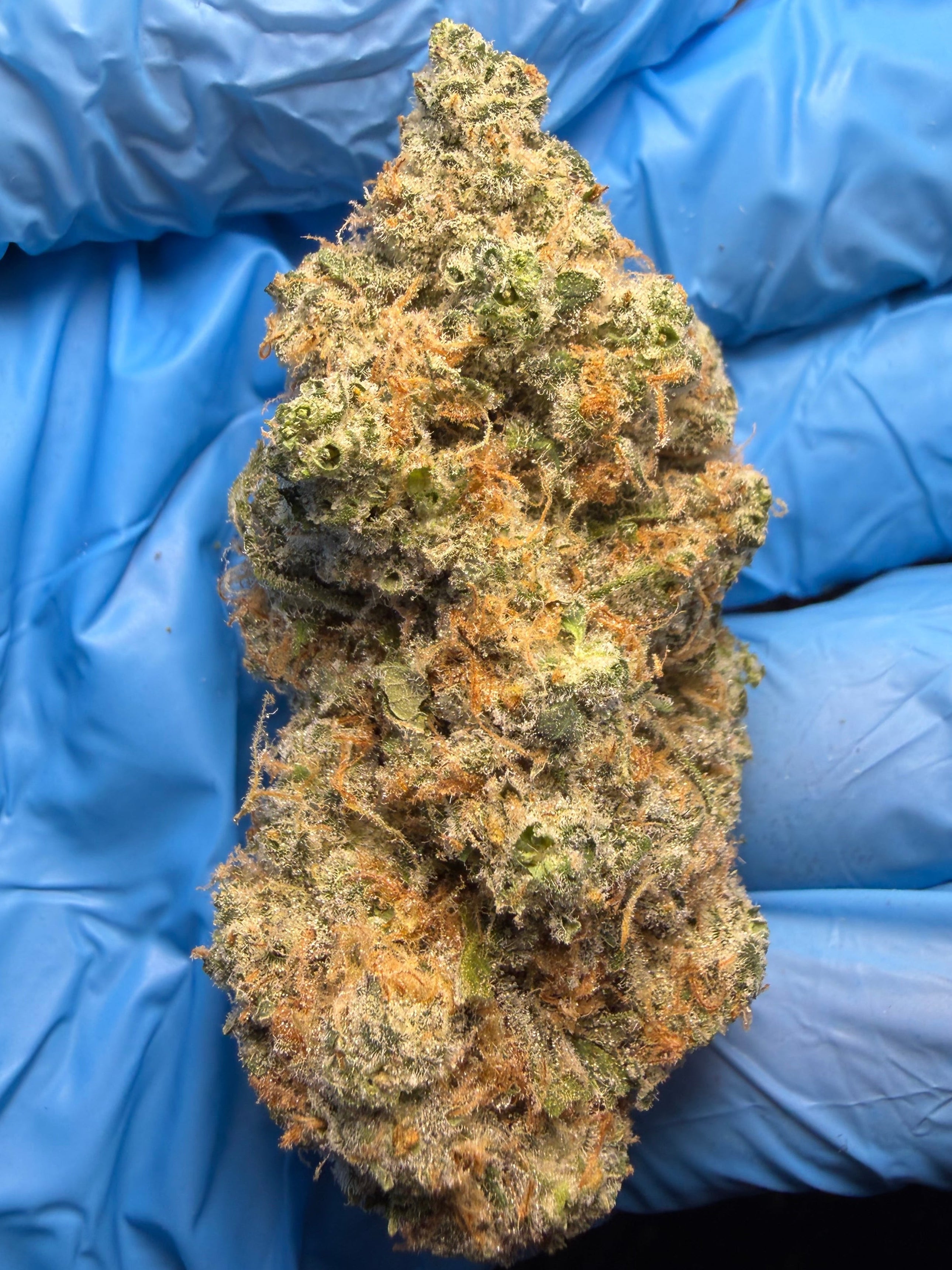 Hollywood Honey (Possum x Collab13) bred by CourtsideGenetics